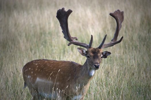 Common variants of European fallow deer. Male (buck) of fallow deer