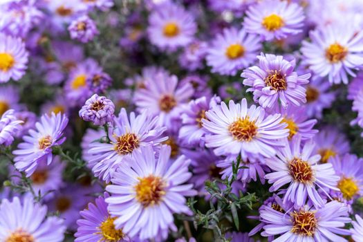 Many fragrant aster flowers close-up. Background with purple flowers.