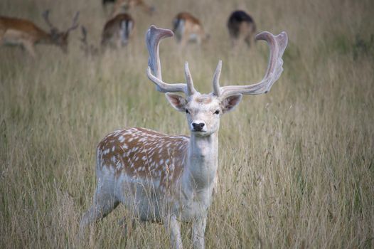 Leucistic variants of European fallow deer. Male (buck) of fallow deer