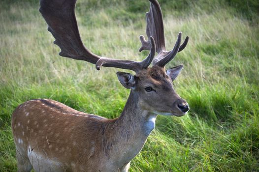 Common variants of European fallow deer. Male (buck) of fallow deer with palmate antlers