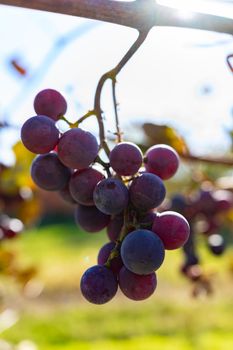 Bunches of grapes on the vine close-up in the backlight of the sun.