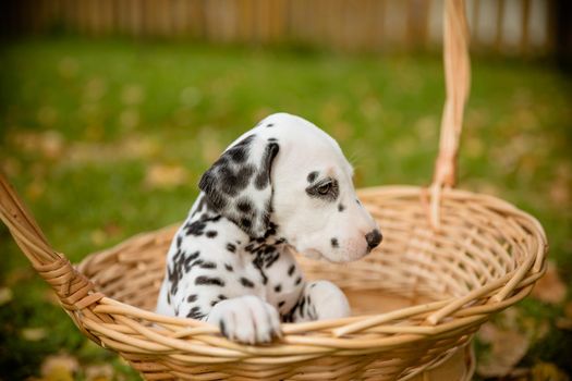 Adorable dalmatian dog outdoors in summer