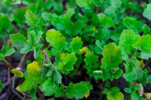 Background with leaves of green plants close-up.