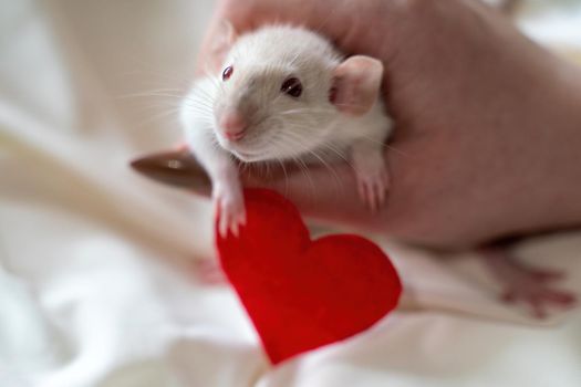 Little white rat in a female hand with manicure. On a light background. Nearby lies a red heart. Valentine's day concept, cute picture