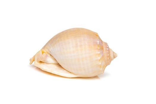 Image of grey bonnet (Phalium glaucum) seashells on a white background. Undersea Animals. Sea Shells.