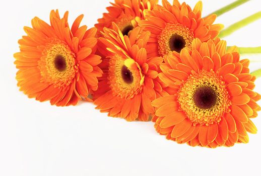 orange gerbera flower on a white background