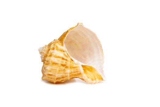 Image of seashell rapana rapiformis on a white background. Undersea Animals. Sea shells.