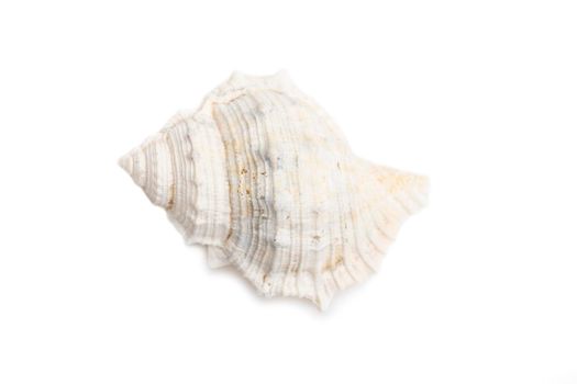 Image of white conch seashells on a white background. Undersea Animals. Sea Shells.