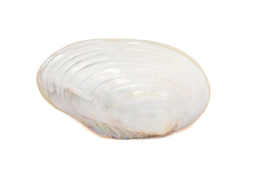 Image of seashells clam pearled on a white background. Undersea Animals. Sea Shells.