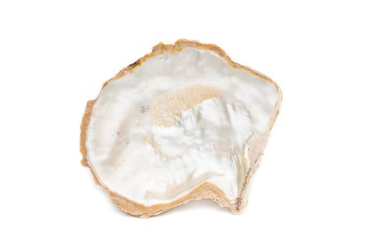 Image of seashells clam pearled on a white background. Undersea Animals. Sea Shells.