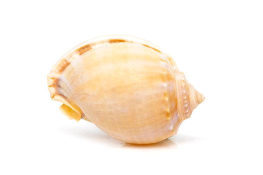 Image of grey bonnet (Phalium glaucum) seashells on a white background. Undersea Animals. Sea Shells.