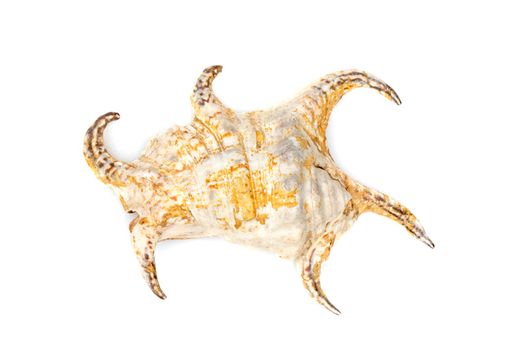 Image of Lambis chiragra, Harpago chiragra on a white background. Undersea Animals. Sea shells.