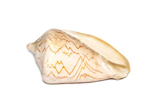 Image of andaman seashell (cymbiola nobilis) on a white background. Undersea Animals. Sea shells.