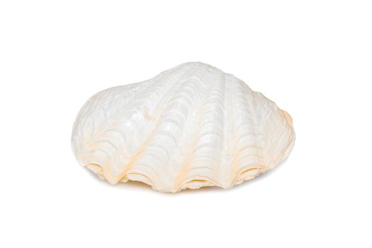 Image of seashells clam pearled on a white background. Undersea Animals. Sea Shells.