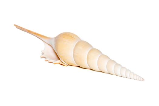 Image of Tibia Fusus sea shells (Spindle tibia or Shinbone tibia gastropod) on a white background. Sea shells. Undersea Animals.