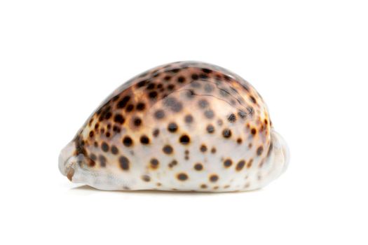 Image of tiger cowrie (Cypraea tigris) on a white background. Undersea Animals. Sea shells.