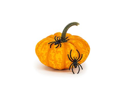 Isolated pumpkin close-up on a white background. Decorative pumpkin in nutmeg yellow with two spiders and cobwebs on it for halloween design. Easy to cut and paste object