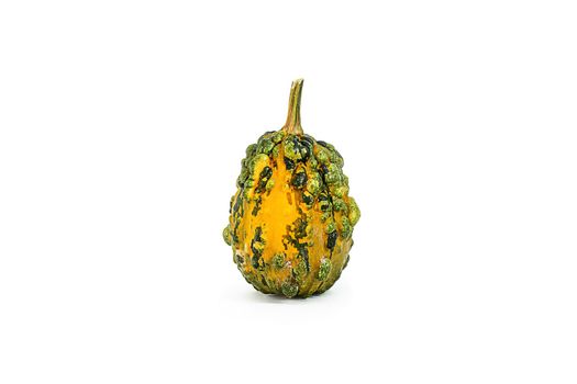 A small decorative green pumpkin with an orange side on a white background. isolated object. Seasonal vegetables, autumn menu, healthy food for the whole family