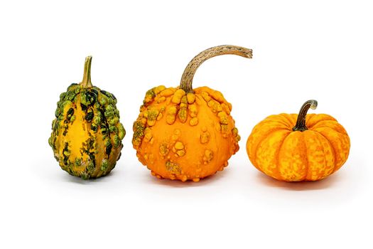 Isolated vegetables on a white background. set of Three yellow and orange pumpkins, decorative objects of different varieties for posters, presentations. Large palan for your design.