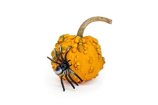 Isolated pumpkin close-up on a white background. Decorative pumpkin in nutmeg yellow color with big spider and cobweb on it for halloween design. Easy to cut and paste object