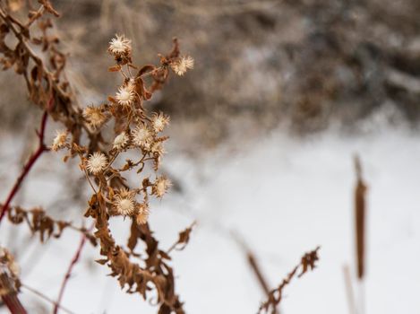 flowers that have died during the cold temps of winter with snow in the background