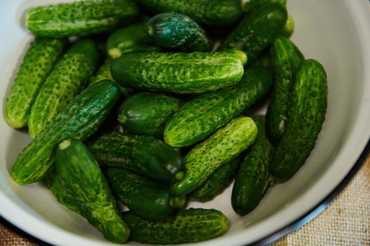 Fresh harvested crop of organic cucumbers on a vintage enameled bow. View from above