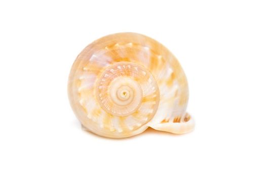 Image of grey bonnet (Phalium glaucum) seashells on a white background. Undersea Animals. Sea Shells.