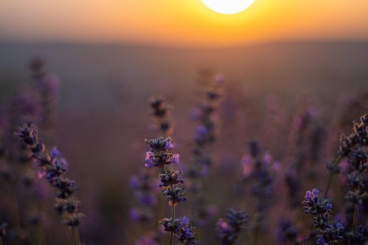 Beautiful sunset in the lavender fields.