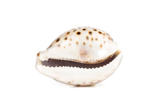 Image of tiger cowrie (Cypraea tigris) on a white background. Undersea Animals. Sea shells.