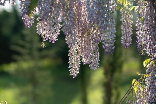 Close up view of beautiful purple wisteria blossoms hanging down from a trellis in a garden with sunlight shining from above through the branches on a sunny spring day