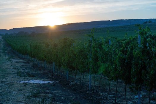 Ripe blue grapes growing in vineyard at sunset time, selective focus. Vineyards grape at sunset in autumn harvest. Winemaking concept. Beautiful grapes ready for harvest. Golden evening light