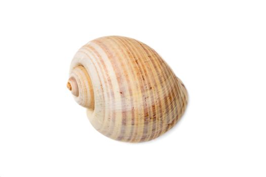 Image of large empty ocean snail shell on a white background. Undersea Animals. Sea shells.