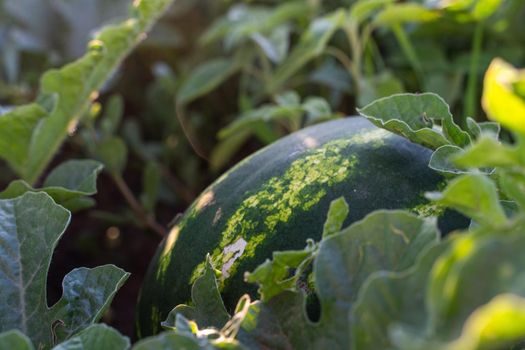 Watermelon grows on a green watermelon plantation in summer. Agricultural watermelon field