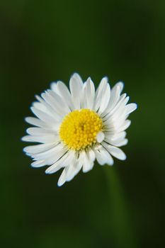 Beautiful Daisy flower blooming in the park during sunlight of summer day