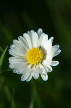 Beautiful Daisy flower blooming in the park during sunlight of summer day
