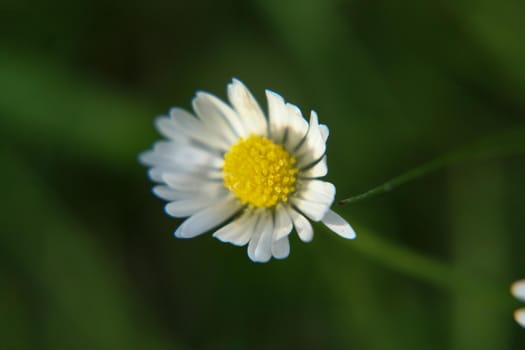 Beautiful Daisy flower blooming in the park during sunlight of summer day