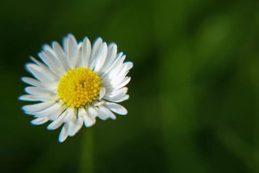 Beautiful Daisy flower blooming in the park during sunlight of summer day