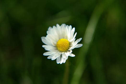 Beautiful Daisy flower blooming in the park during sunlight of summer day