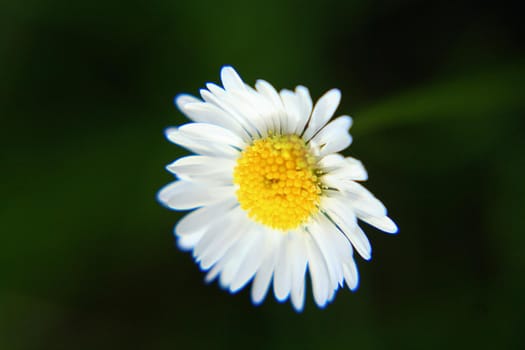 Beautiful Daisy flower blooming in the park during sunlight of summer day