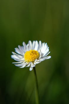 Beautiful Daisy flower blooming in the park during sunlight of summer day