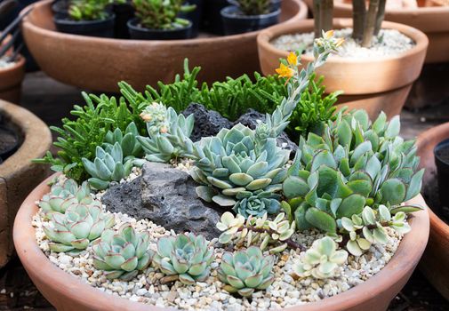 A mix of pink and green flowering echeverias, stonecrop succulent plants, pot arrangement, succulent mini gardens. Hobbies, home garden, house plants, wildlife conservation, hot country gardening