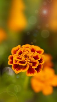 Orange marigold flower close up, macro photography. Sunny day, decorative flower in the sun. Romantic highlights, blurred background, beautiful bokeh