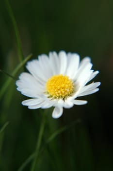 Beautiful Daisy flower blooming in the park during sunlight of summer day