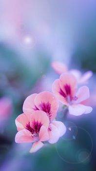 Spring garden pink flowers, primroses on a beautiful macro blue background. Blurred delicate sky blue background. Floral nature background, free space for text. Romantic soft gentle artistic image.