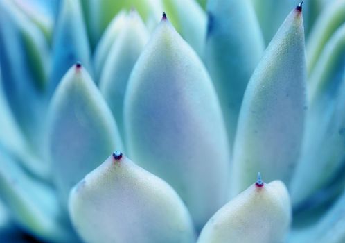 Beautiful giant blue green agave leaves with thorns, Asparagaceae background, texture. Exotic plants of Mexico are used in pharmacology, in the manufacture of cosmetics. Cacti and succulents close up