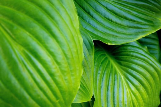 Abstract green background of large hosta leaves. Copy paste.