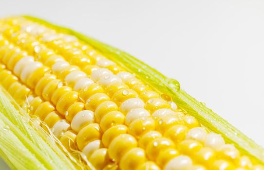 Yellow sweet Corn Cob with leaves Closeup wet with drops of water