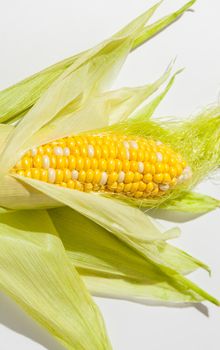 Fresh corn ears with leaves with open leaves like a flower on white background with hard shadow as package design element
