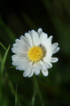 Beautiful Daisy flower blooming in the park during sunlight of summer day