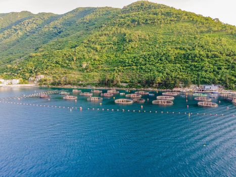 Oyster farm in the Mediterranean. Montenegro, Kotor.